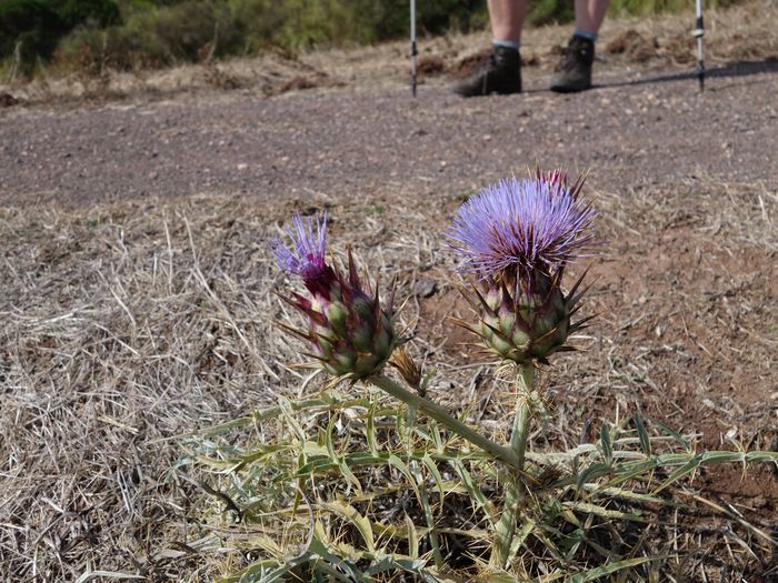 distel