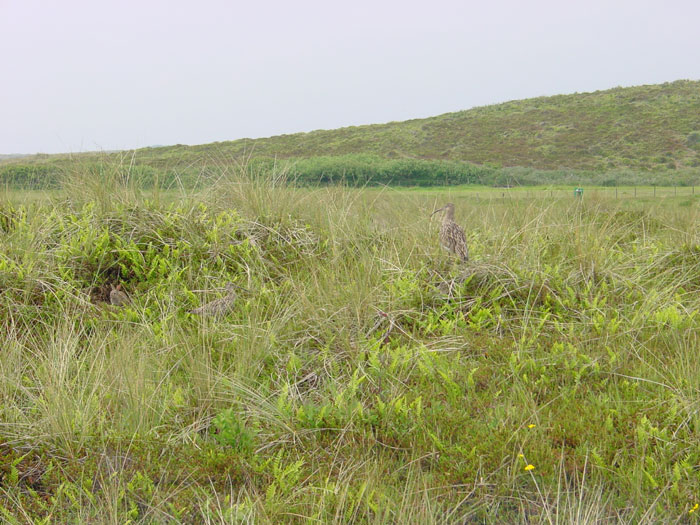 zoek de dieren