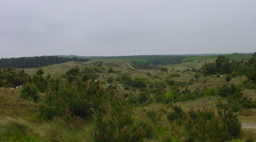 bos en heide gebied