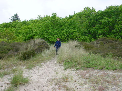 overgang tussen bos en duin