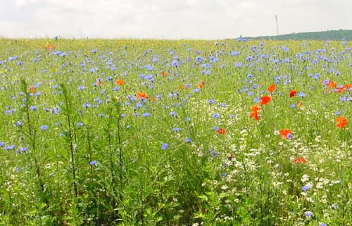 een grote bloemenzee