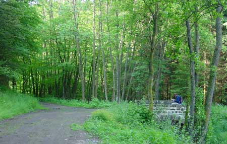 bospad langs de Walmerbach