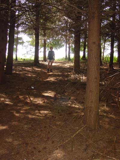 steile afdaling door het bos