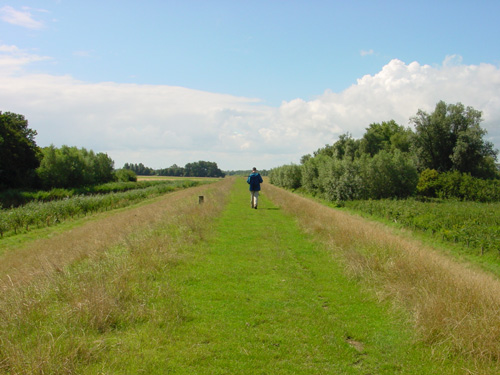 grasdijk in de Biesbosch