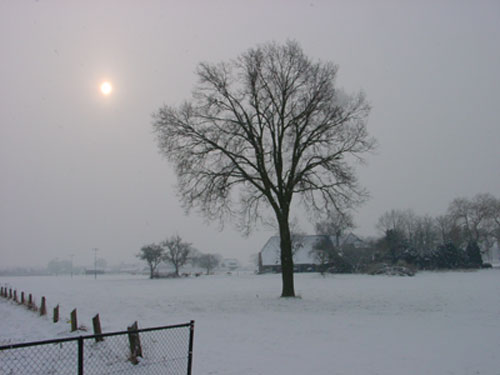 boom in de sneeuw